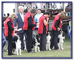 Team Foxbarton, Southern Counties 2010: Fizz, Bonny, Bee & Blaze