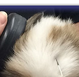 Bertie's BAER hearing test at 5 weeks