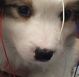 Bertie's BAER hearing test at 5 weeks