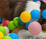 Bertie's beloved ball pit!