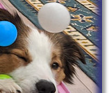 Bertie's beloved ball pit!