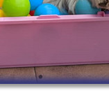 Bertie's beloved ball pit!