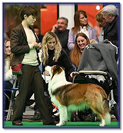 Ellie showing Bertie at Crufts 2020