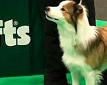 Sarah and Bertie - 4th at Crufts 2019