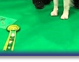 Sarah and Bertie - 4th at Crufts 2019