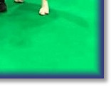 Sarah and Bertie - 4th at Crufts 2019