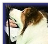 Beautiful Bertie at Crufts 2020