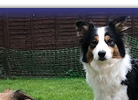 Darcy and Bertie at 12 months, with his football