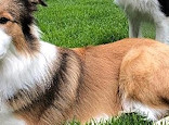 Darcy and Bertie at 12 months, with his football