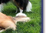 Darcy and Bertie at 12 months, with his football