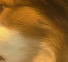 Bertie's lovely profile