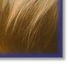 Bertie's lovely profile