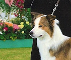 Sarah and Bertie - Special Beginners Pastoral Group Winners, Bath Championship Show 2019