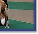 Scottish BC Club Ch Show, qualifying for Crufts 2019