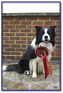 Blaze 3rd in Grade 1 Agility at Stour Valley