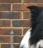 Blaze 3rd in Grade 1 Agility at Stour Valley