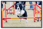 Blaze - 6th Place Grade 1 Agility