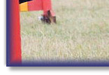 Blaze - 6th Place Grade 1 Agility
