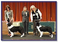 Blaze - Best In Show at Southern Border Collie Club Nov 2011