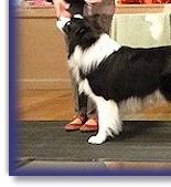 Blaze - Best In Show at Southern Border Collie Club Nov 2011