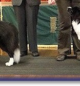 Blaze - Best In Show at Southern Border Collie Club Nov 2011