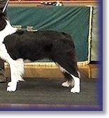 Blaze - Best In Show at Southern Border Collie Club Nov 2011