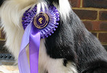 6th (out of 130 dogs!) Axtane Grade 1 Agility