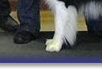 Blaze - Best In Show at Wessex BC Club Show 2009