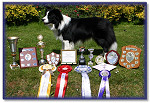 Blaze's Trophies 2008