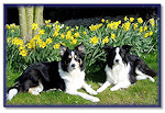 Bliss & Fizz among the daffodils