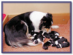 Bliss with her Newborns