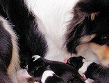 Bliss with her Newborns