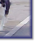 On The Springer with Sarah