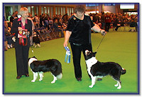 Bliss, 2nd Crufts 2008