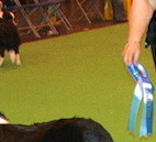 Bliss, 2nd Crufts 2008
