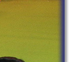 Bliss, 2nd Crufts 2008