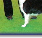 Bliss, 2nd Crufts 2008
