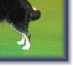 Bliss, 2nd Crufts 2008