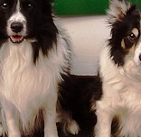 Rex & Granny Bliss - VHC & 3rd - Crufts 2015