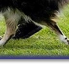 Bliss, aged 11yrs, showing how a Collie should move!