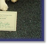 Dandy 1st in the Advanced Obedience Test, with his little sister Teazle, 1st in the Beginners Obedience Test
