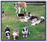 Dandy guarding his puppies, with Teazle playing Nanny