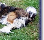 Dandy guarding his puppies, with Teazle playing Nanny