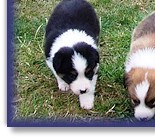 Dandy guarding his puppies, with Teazle playing Nanny