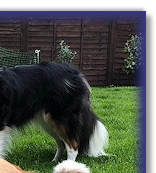 Darcy with Bertie and his football, at 12 mths