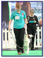 Darcy at Crufts 2020 - Heel On Lead