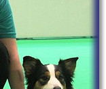 Sarah and Darcy with the Crufts Trophy!