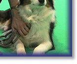 Sarah and Darcy with the Crufts Trophy!