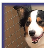 Working Lunch! (Bertie is next to Darcy's near foreleg)