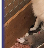 Working Lunch! (Bertie is next to Darcy's near foreleg)